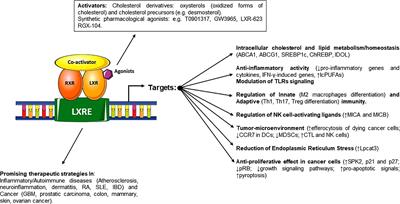 Liver X Receptors: Regulators of Cholesterol Metabolism, Inflammation, Autoimmunity, and Cancer